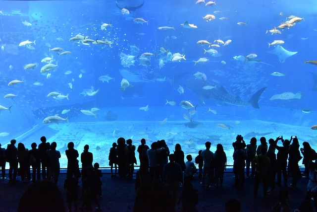 Obiective turistice Mallorca - Palma Aquarium