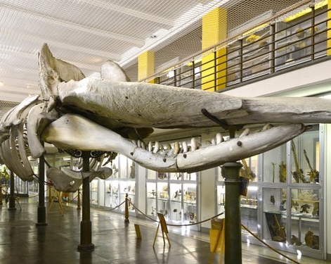 Top 10 Obiective Turistice în Bologna – Muzee